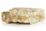 Polished Petrified Wood Section - Washington #277115-1